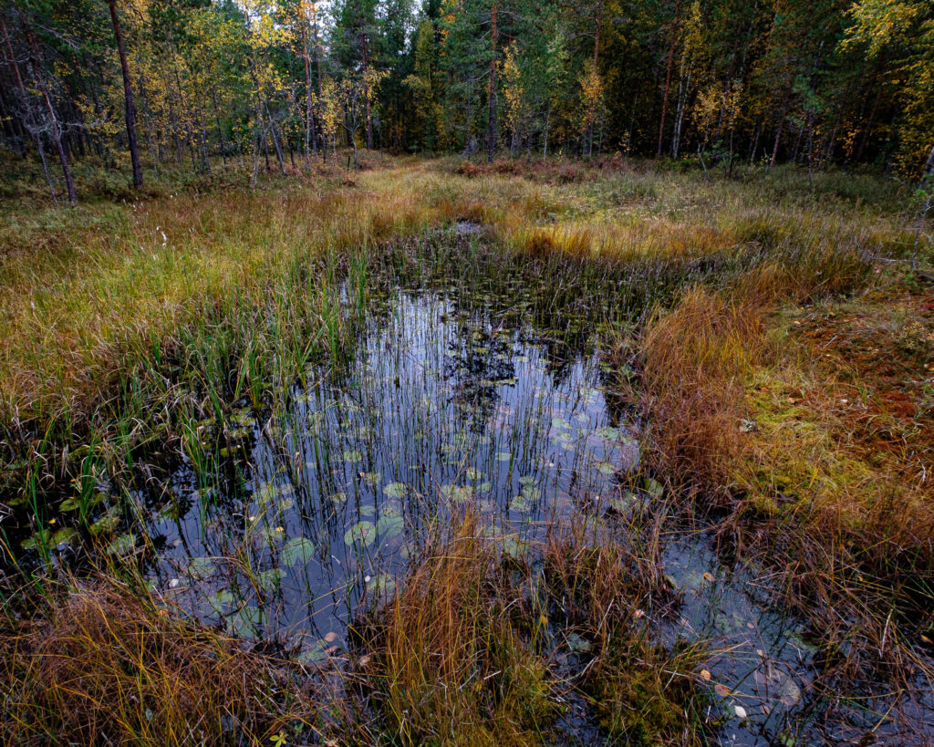 Den lilla tjärnen
