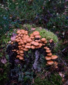 DSCF5218